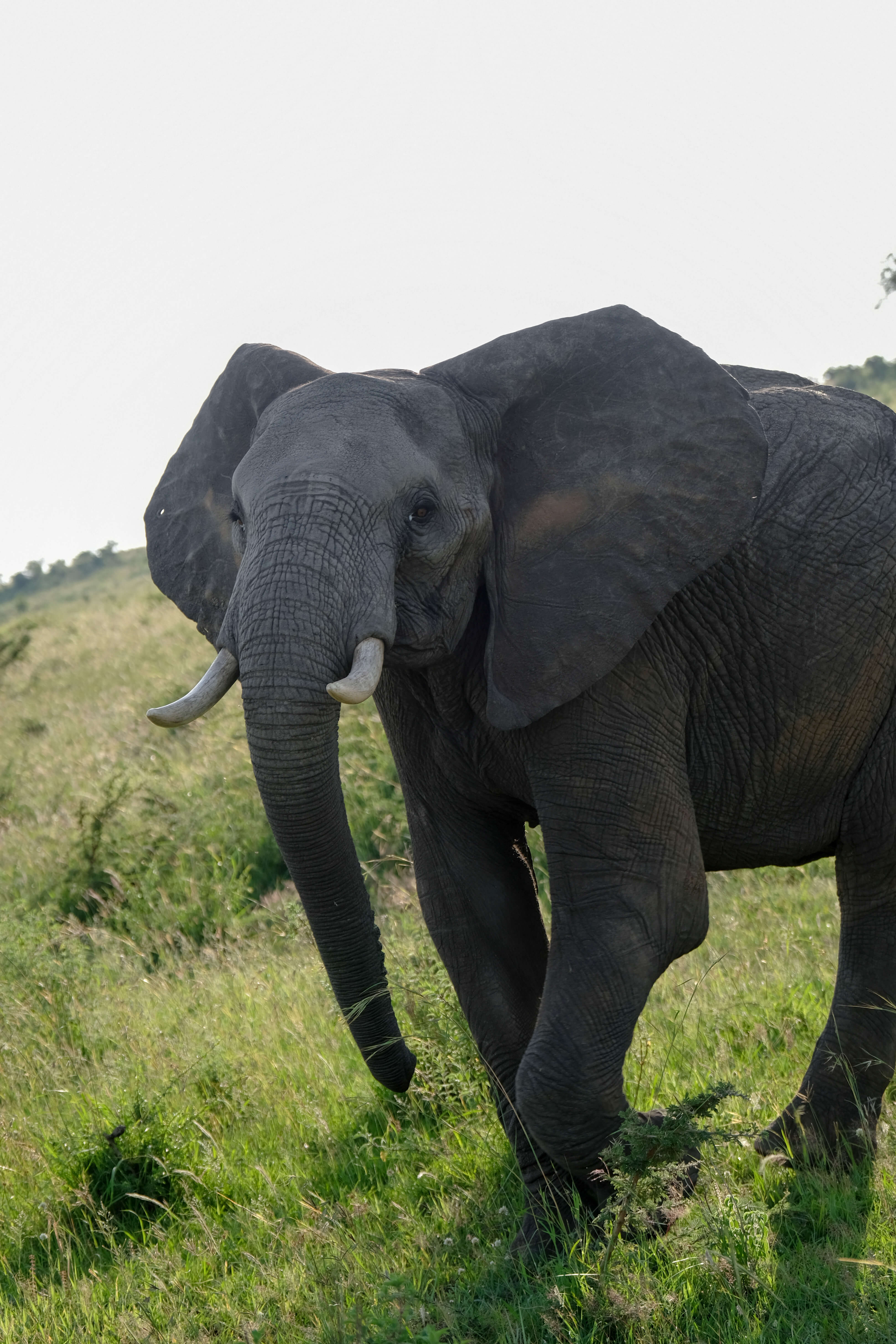 elephant 1 in kenya