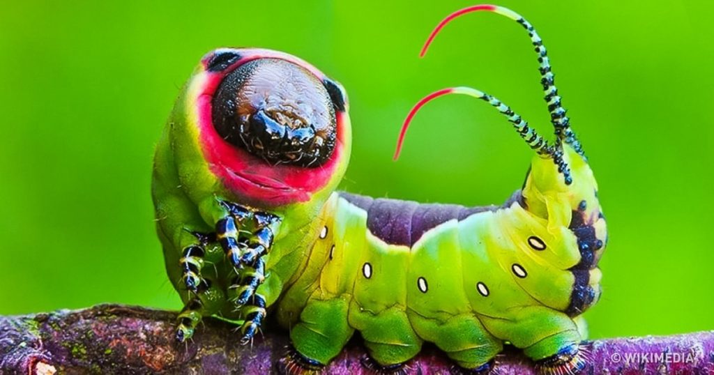 , Nature Was in a Creative State Of Mind When She Made These 13 Gorgeous Insects, #Bizwhiznetwork.com Innovation &Lambda;Ｉ