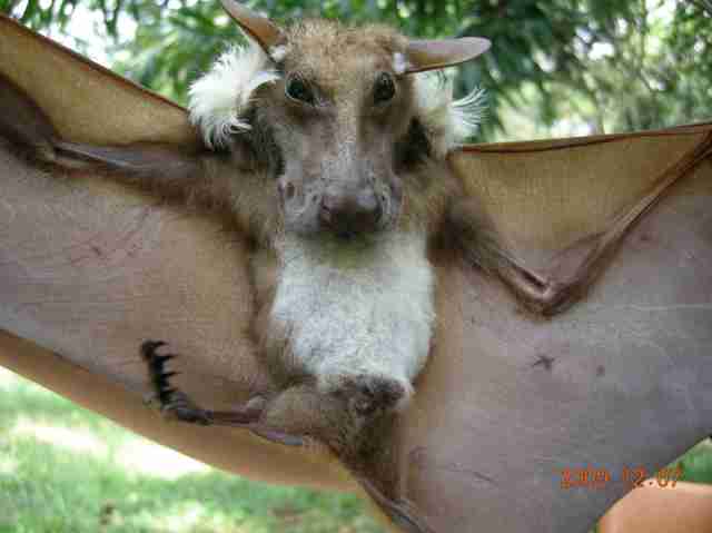 , African Fruit Bat Looks Like A Dog With Wings, #Bizwhiznetwork.com Innovation ΛＩ