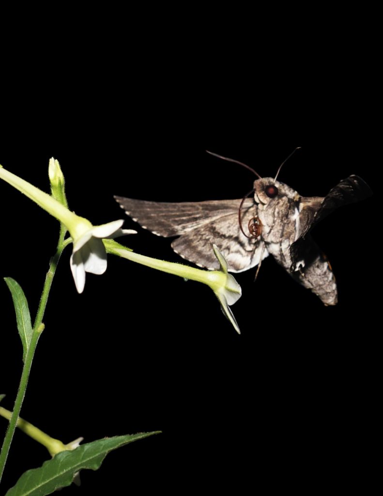 , Running roaches, flapping moths create a brand-new physics of organisms, #Bizwhiznetwork.com Innovation ΛＩ