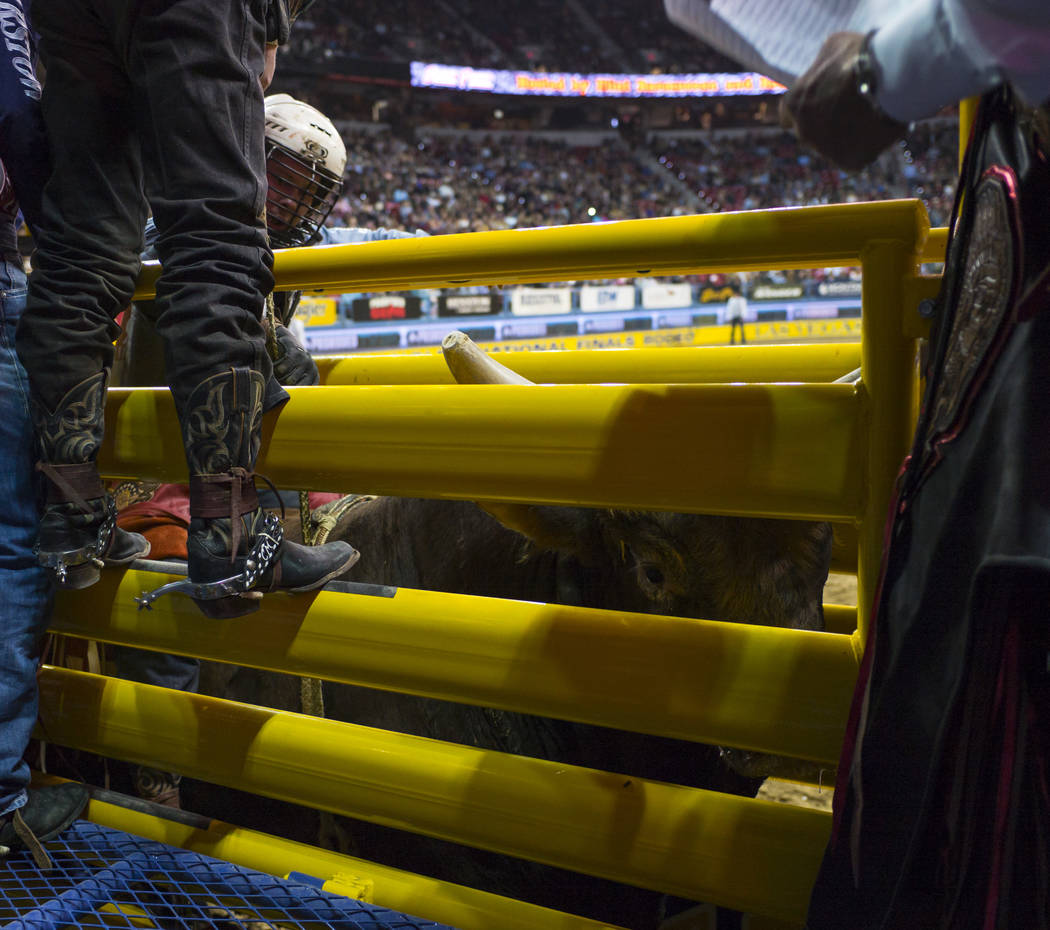 A bull looks on during the second night of the National Finals Rodeo at the Thomas & Mack Center in Las Vegas on Friday, Dec. 8, 2017. Chase Stevens Las Vegas Review-Journal @csstevensphoto