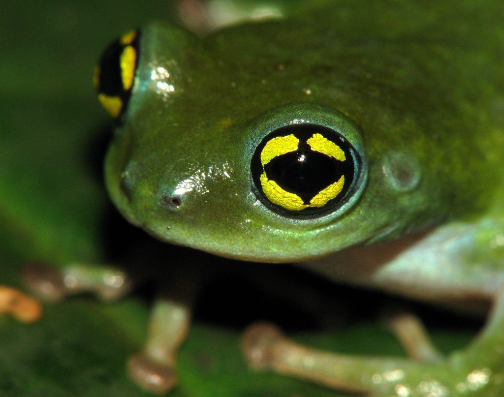 , How a Researcher Spied Around to Discover Frog Dads Safeguarding Eggs From Competing Cannibals, #Bizwhiznetwork.com Innovation &Lambda;Ｉ