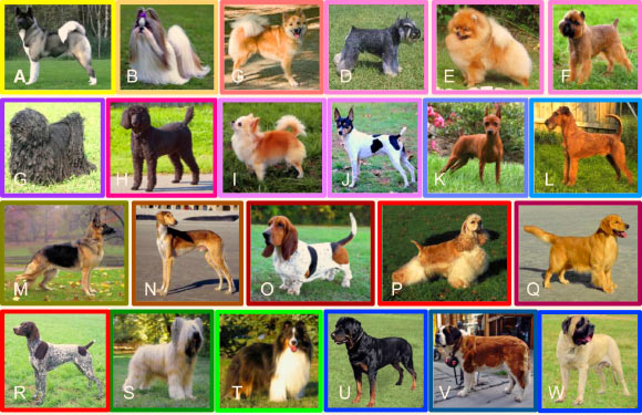 Representatives from each of the 23 clades of breeds. Breeds and clades are listed for each picture from left to right, top to bottom: (A) Akita/Asian spitz; (B) Shih tzu/Asian toy; (C) Icelandic sheepdog/Nordic spitz; (D) Miniature schnauzer/schnauzer; (E) Pomeranian/small spitz; (F) Brussels griffon/toy spitz; (G) Puli/Hungarian; (H) Standard poodle/poodle; (I) Chihuahua/American toy; (J) Rat terrier/American terrier; (K) Miniature pinscher/pinscher; (L) Irish terrier/terrier; (M) German shepherd dog/New World; (N) Saluki/Mediterranean; (O) Basset hound/scent hound; (P) American cocker spaniel/spaniel; (Q) Golden retriever/retriever; (R) German shorthaired pointer/pointer setter; (S) Briard/continental herder; (T) Shetland sheepdog/UK rural; (U) Rottweiler/drover; (V) Saint Bernard/alpine; (W) English mastiff/European mastiff. Image credit: Parker et al, doi: 10.1016/j.celrep.2017.03.079.