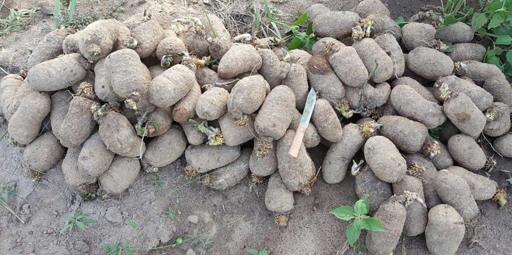 , Sustainable yam systems in West Africa, #Bizwhiznetwork.com Innovation ΛI