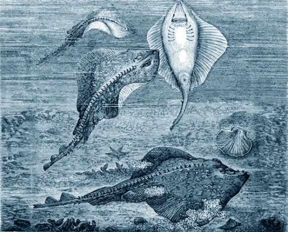 Study: Fish Were Walking 400 Million Years Ago — Long Before Land ...