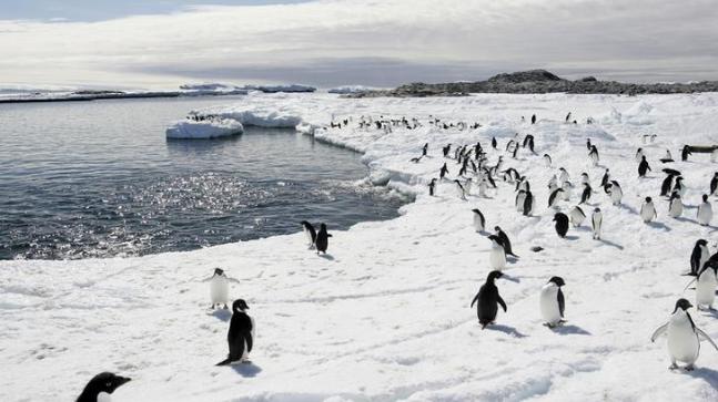 , Concealed Penguin Mega-Colonies Discovered in Antarctica, #Bizwhiznetwork.com Innovation ΛＩ