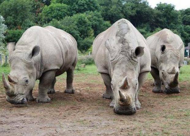 , Last Male Northern White Rhino, Sudan, Sick in Kenya Sanctuary, #Bizwhiznetwork.com Innovation ΛＩ