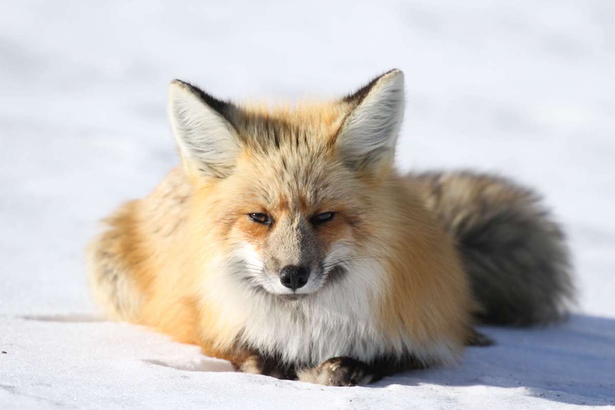, San Francisco Officially Bans the Sale of Fur, #Bizwhiznetwork.com Innovation &Lambda;Ｉ
