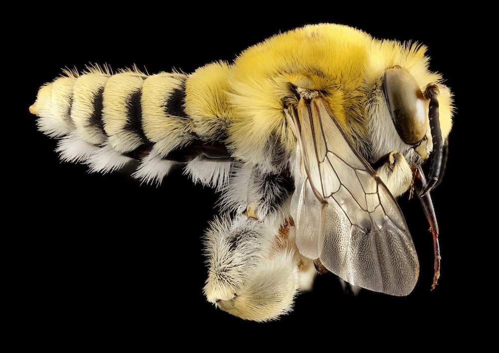 , Beyond The Hive: The Weird World Of Native Bees, #Bizwhiznetwork.com Innovation &Lambda;Ｉ