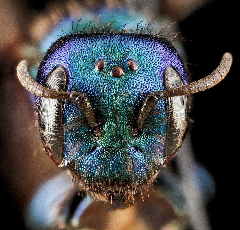 , Beyond The Hive: The Weird World Of Native Bees, #Bizwhiznetwork.com Innovation &Lambda;Ｉ