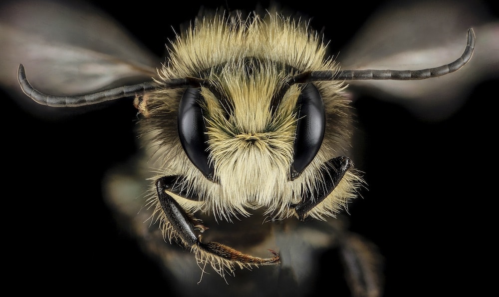 , Beyond The Hive: The Weird World Of Native Bees, #Bizwhiznetwork.com Innovation &Lambda;Ｉ