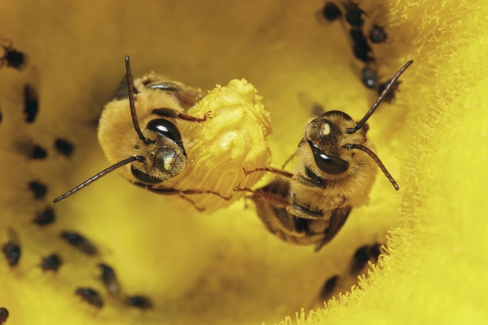 , Beyond The Hive: The Weird World Of Native Bees, #Bizwhiznetwork.com Innovation &Lambda;Ｉ