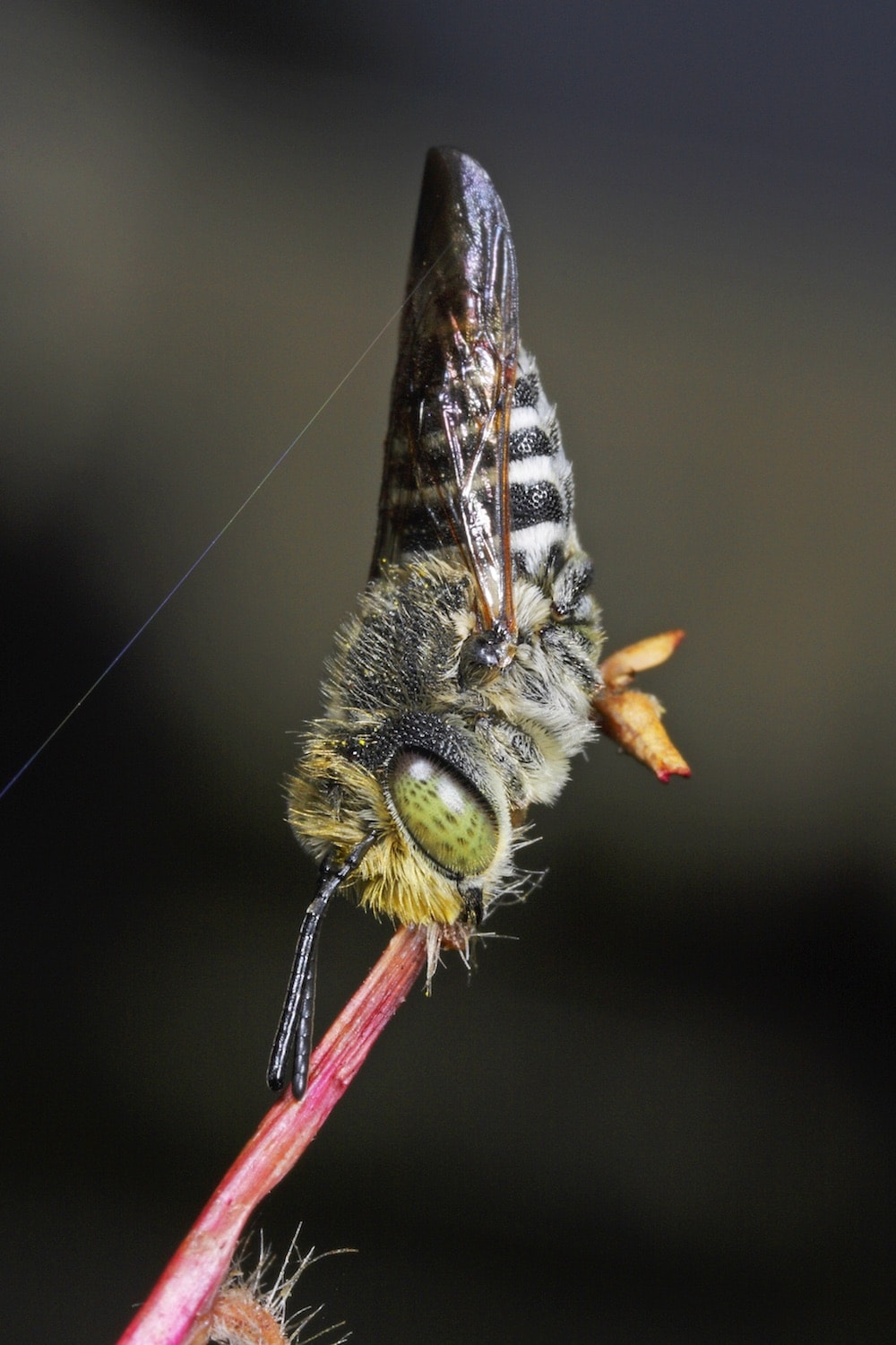 , Beyond The Hive: The Weird World Of Native Bees, #Bizwhiznetwork.com Innovation &Lambda;Ｉ