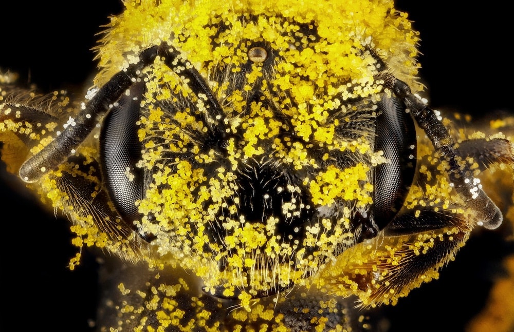 , Beyond The Hive: The Weird World Of Native Bees, #Bizwhiznetwork.com Innovation &Lambda;Ｉ