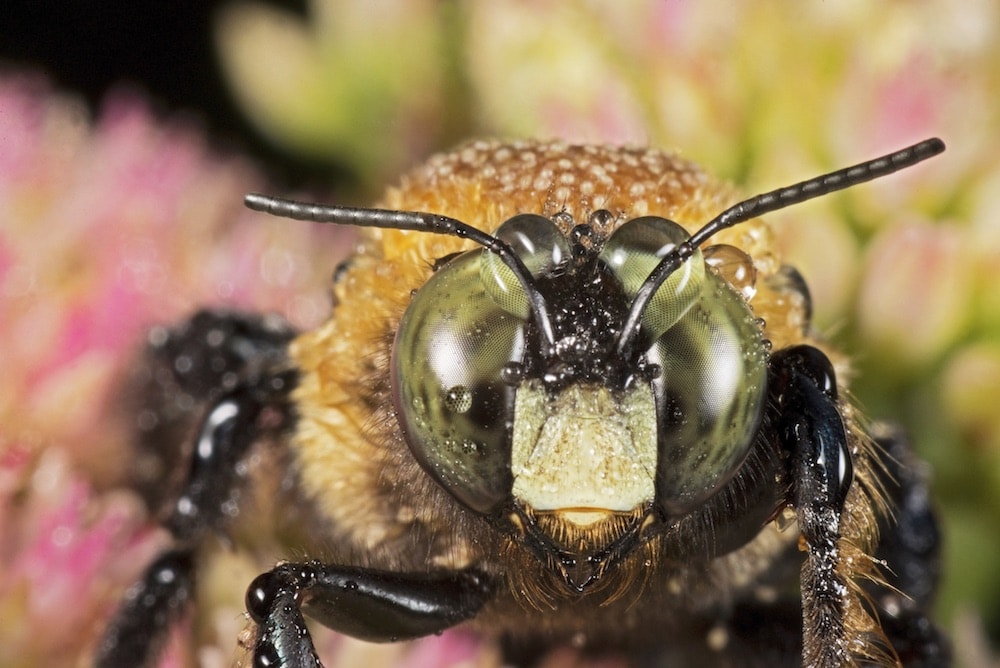, Beyond The Hive: The Weird World Of Native Bees, #Bizwhiznetwork.com Innovation &Lambda;Ｉ