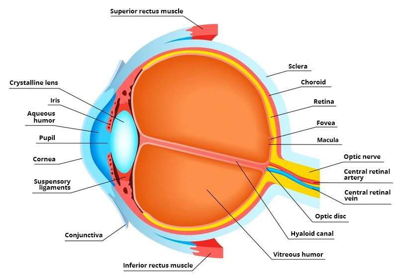 , Top tips for eye health, #Bizwhiznetwork.com Innovation ΛＩ