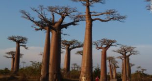 , Ancient Baobab trees in Southern Africa are dying. Researchers blame climate modification. &#8211; CNN, #Bizwhiznetwork.com Innovation ΛＩ