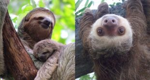 SLOTHS_0.jpg