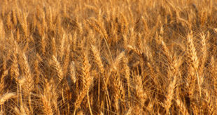 durum-wheat-genome-sequenced