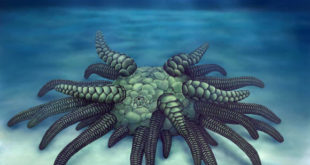 fossils-of-silurian-sea-cucumber-found-in-uk