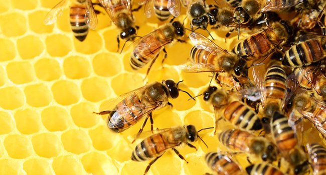 , Bee diversity critical to world&rsquo;s food supply | Horizon: the EU Research &amp; Innovation magazine | European Commission, #Bizwhiznetwork.com Innovation &Lambda;Ｉ