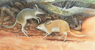new-species-of-extinct-pig-footed-bandicoot-discovered