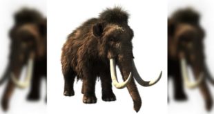 study-neanderthals-woolly-mammoths-shared-genetic-traits