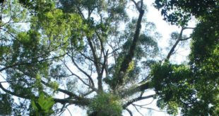 worlds-tallest-tropical-tree-found-in-malaysia