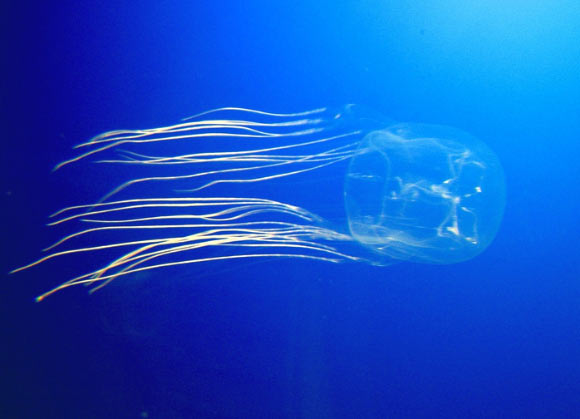 Scientists Discover Potential Antidote to Box Jellyfish Venom | #