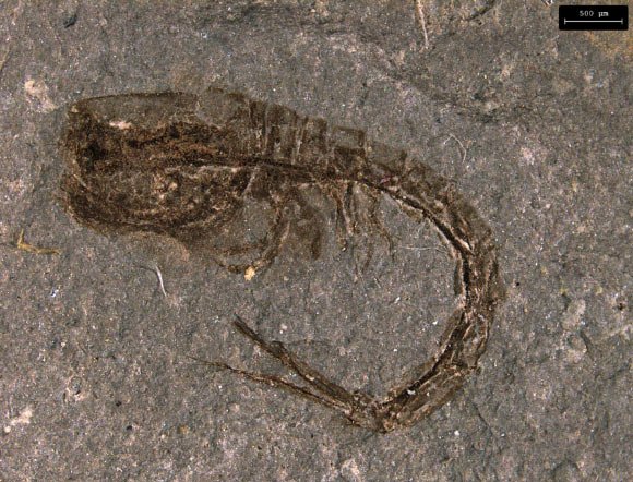 , New Fossil Fills Gap in Evolution of Comma Shrimps, #Bizwhiznetwork.com Innovation ΛＩ