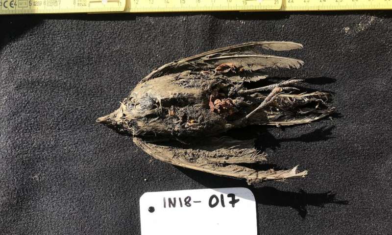 , 46,000-Year-Old Horned Lark Found in Siberian Permafrost, #Bizwhiznetwork.com Innovation &Lambda;Ｉ