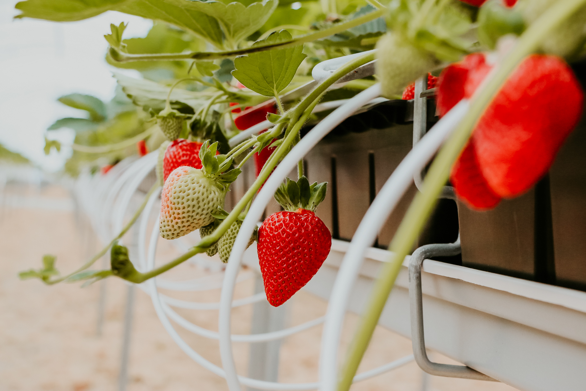 , Innovating Strawberry Growing, #Bizwhiznetwork.com Innovation ΛＩ