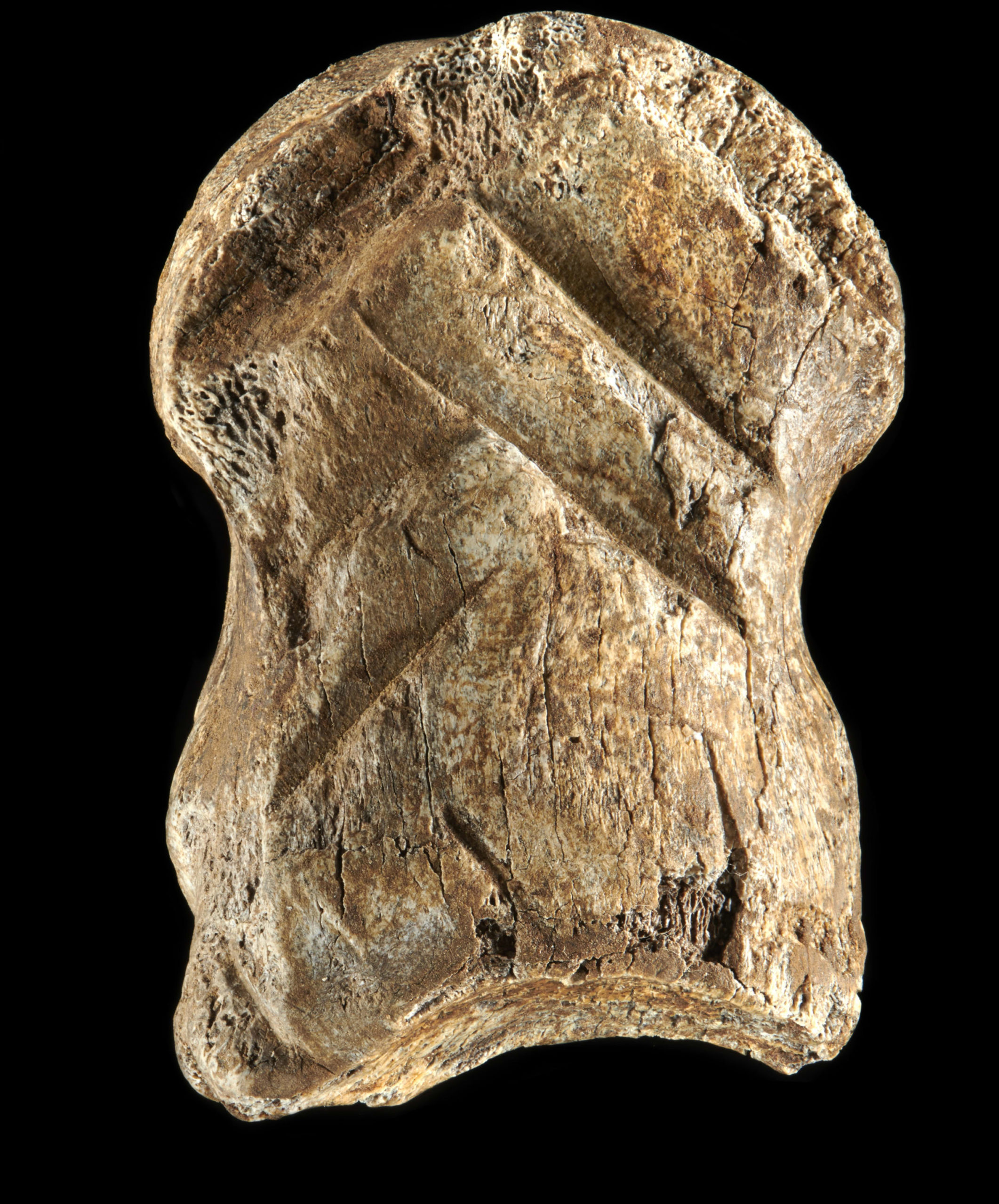 , 51,000-Year-Old Engraved Bone, #Bizwhiznetwork.com Innovation ΛＩ