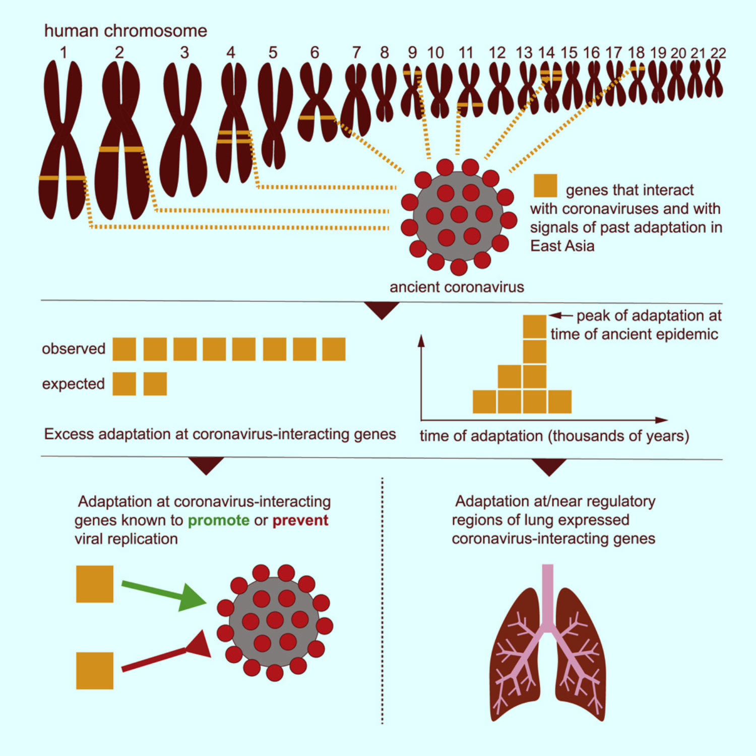 , Coronavirus Epidemic, #Bizwhiznetwork.com Innovation &Lambda;Ｉ