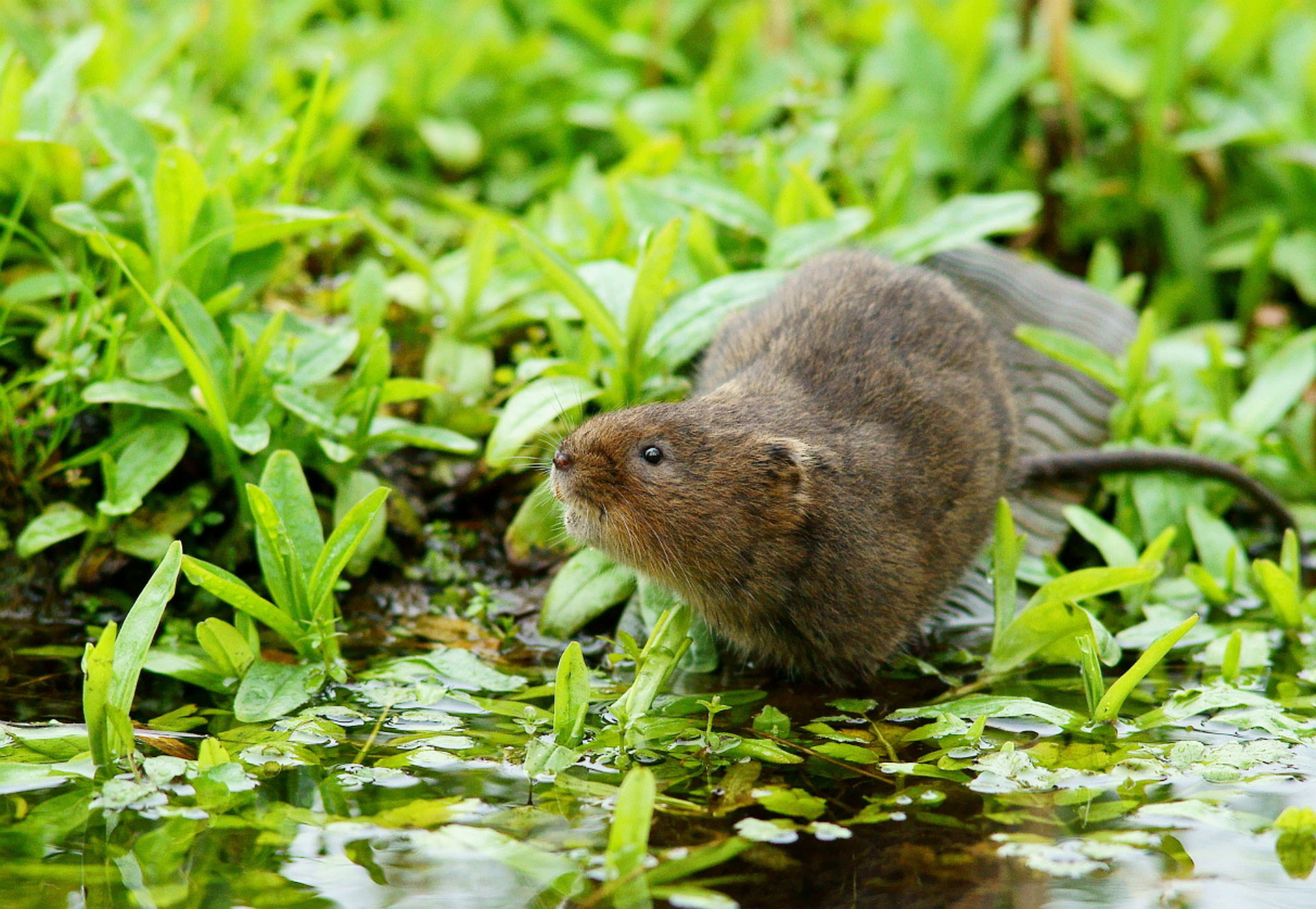 , European Water Vole, #Bizwhiznetwork.com Innovation &Lambda;Ｉ