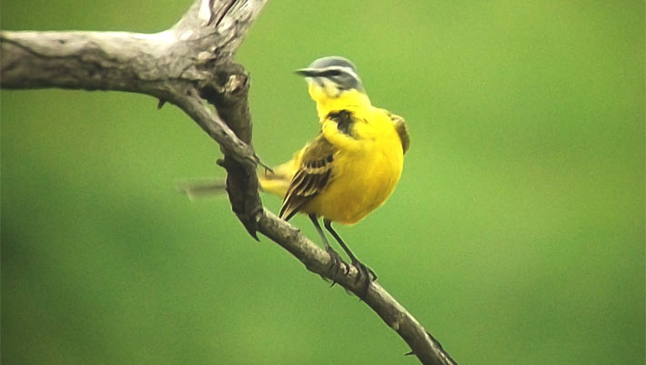 , Songbirds Can Taste Sugar, #Bizwhiznetwork.com Innovation ΛＩ