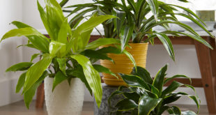 , Care For Indoor Plants, #Bizwhiznetwork.com Innovation ΛＩ