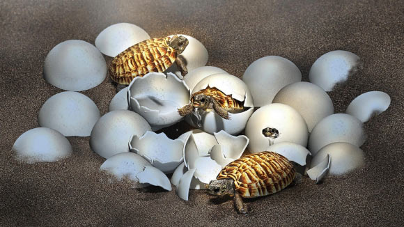 , Turtle Embryonic Remains, #Bizwhiznetwork.com Innovation ΛＩ