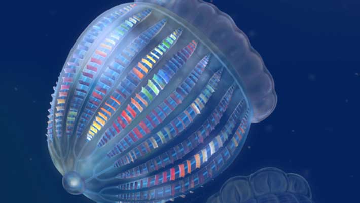 , Cambrian Comb Jellies, #Bizwhiznetwork.com Innovation &Lambda;Ｉ