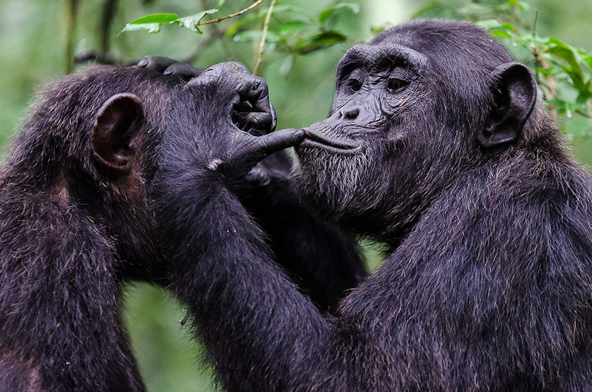 , Great Apes Use  Signals, #Bizwhiznetwork.com Innovation ΛＩ