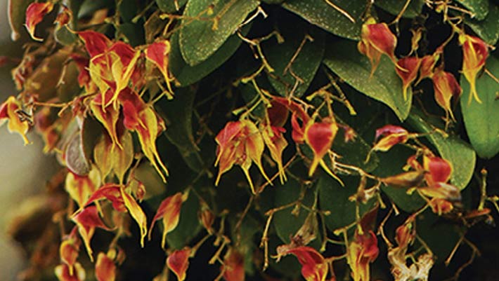 , New Orchid Species, #Bizwhiznetwork.com Innovation &Lambda;Ｉ