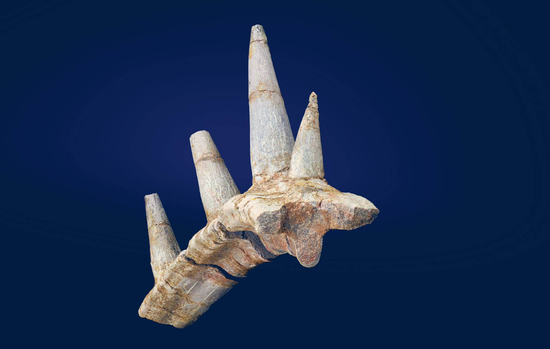 , Ankylosaur Unearthed, #Bizwhiznetwork.com Innovation ΛＩ
