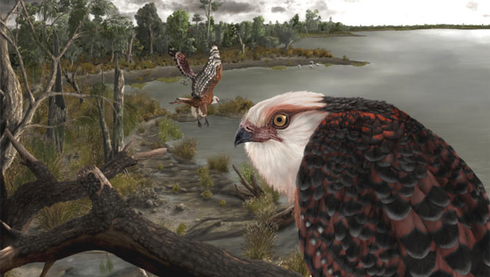 , Bird Fossil in Australia, #Bizwhiznetwork.com Innovation ΛI