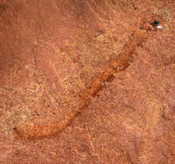 , Rare Cambrian Worm, #Bizwhiznetwork.com Innovation ΛＩ