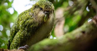 Parrot, The Kakapo Parrot, #Bizwhiznetwork.com Innovation ΛＩ