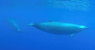 , New Beaked Whale, #Bizwhiznetwork.com Innovation ΛＩ
