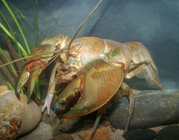, Freshwater Crayfish, #Bizwhiznetwork.com Innovation ΛI