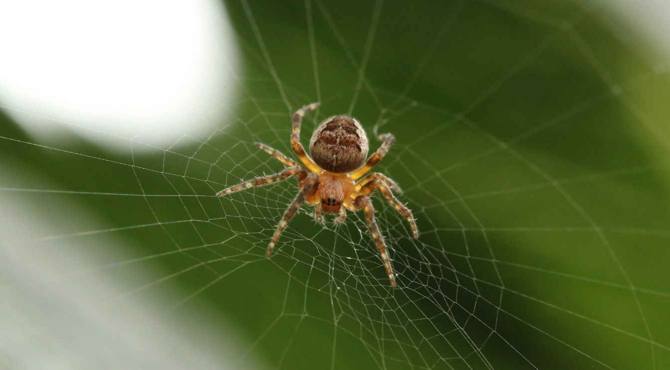 , Spider Silk Myth, #Bizwhiznetwork.com Innovation &Lambda;Ｉ