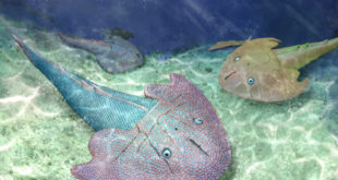 , Early Devonian Fish, #Bizwhiznetwork.com Innovation ΛＩ